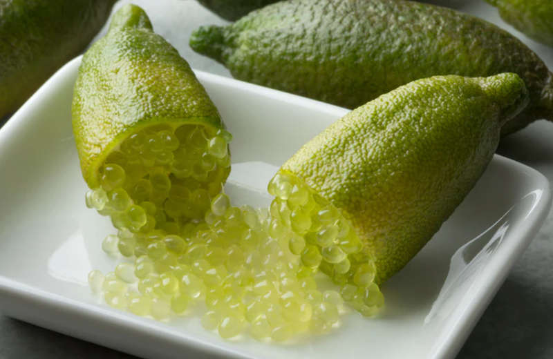 CAVIAR LIME / FINGER LIME `GREEN CRYSTAL` / CITRUS ASUTRALASICA  -   3 SEEDS