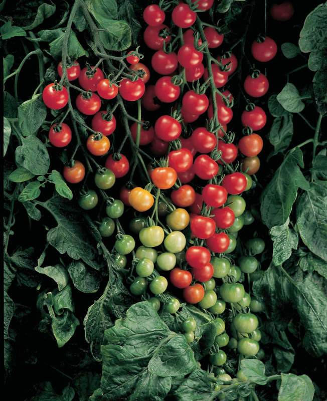 CHERRY TOMATO  -  POWER POPS -   30 SEEDS