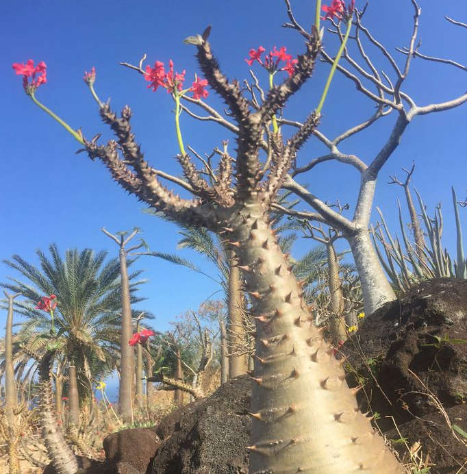 PACHYPODIUM BARONII VAR WINDSORII / MADGASCAR PALM /BONTAKA   -rare  -  1 live cutting  10cm