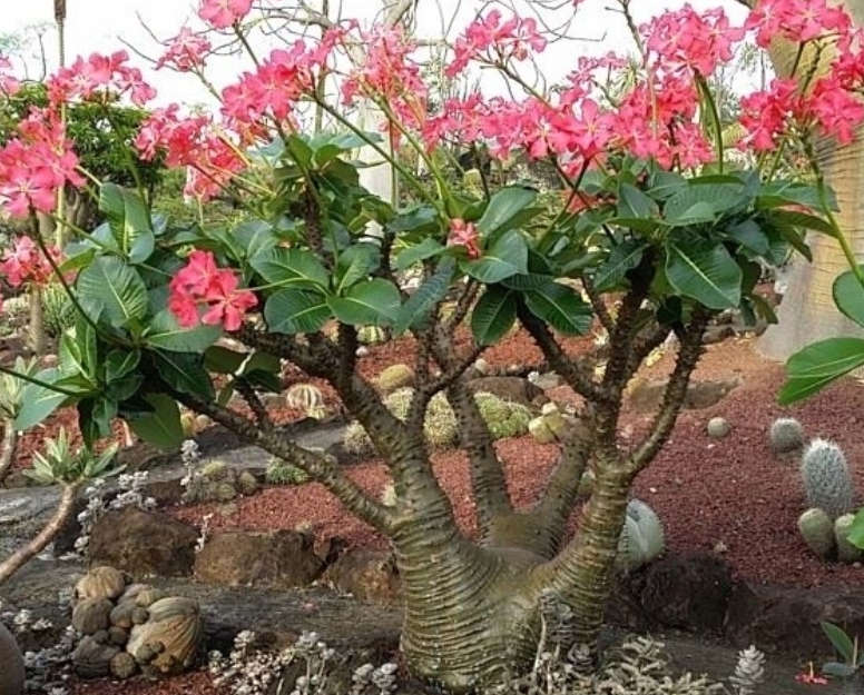 PACHYPODIUM BARONII VAR WINDSORII / MADGASCAR PALM /BONTAKA   -rare  -  1 live cutting  10cm