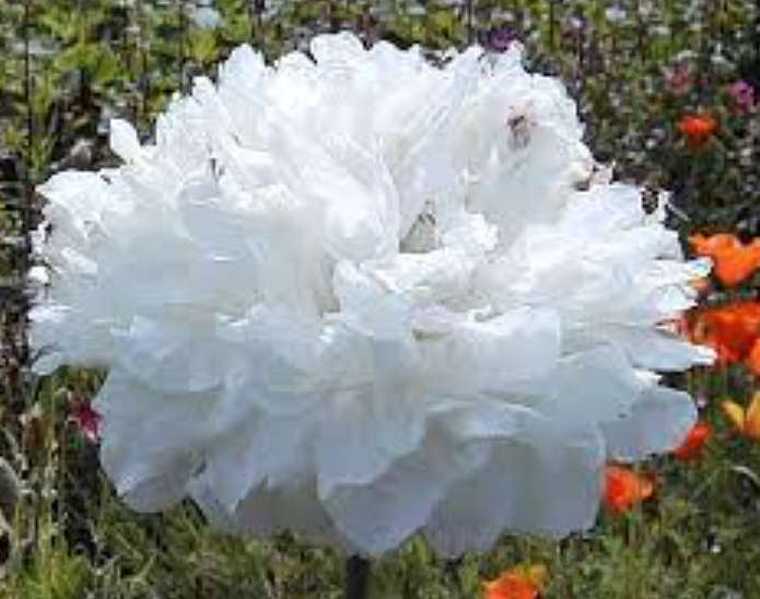 FLOWERS - PAEONY DOUBLE POPPY `WHITE CLOUD`   10 SEEDS
