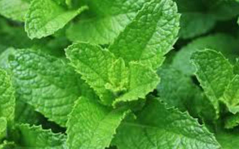 SPEARMINT / LAMB MINT  -    Mentha spicata  -  20 SEEDS  culinary, medicinal, edible flowers