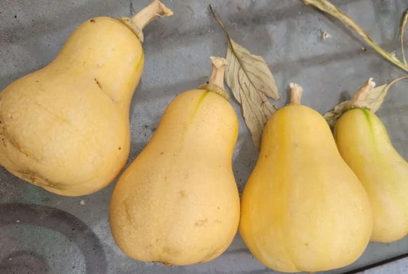 Butterscotch` Butternut Squash  - 10 Seeds