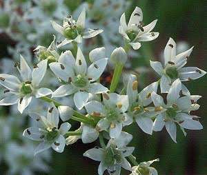 GARLIC CHIVES  /  CHINESE CHIVES / KU CHAIR / NIRA    -  10 SEEDS -  culinary & medicinal uses