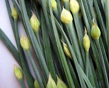 GARLIC CHIVES  /  CHINESE CHIVES / KU CHAIR / NIRA    -  10 SEEDS -  culinary & medicinal uses