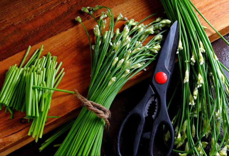 GARLIC CHIVES  /  CHINESE CHIVES / KU CHAIR / NIRA    -  10 SEEDS -  culinary & medicinal uses