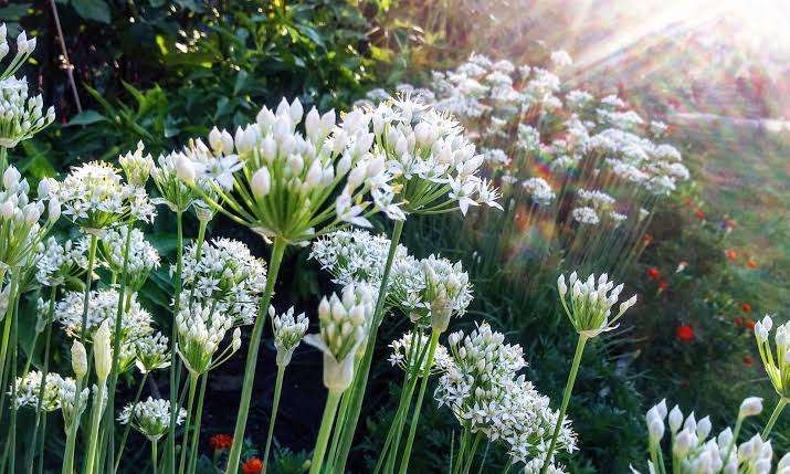 GARLIC CHIVES  /  CHINESE CHIVES / KU CHAIR / NIRA    -  10 SEEDS -  culinary & medicinal uses