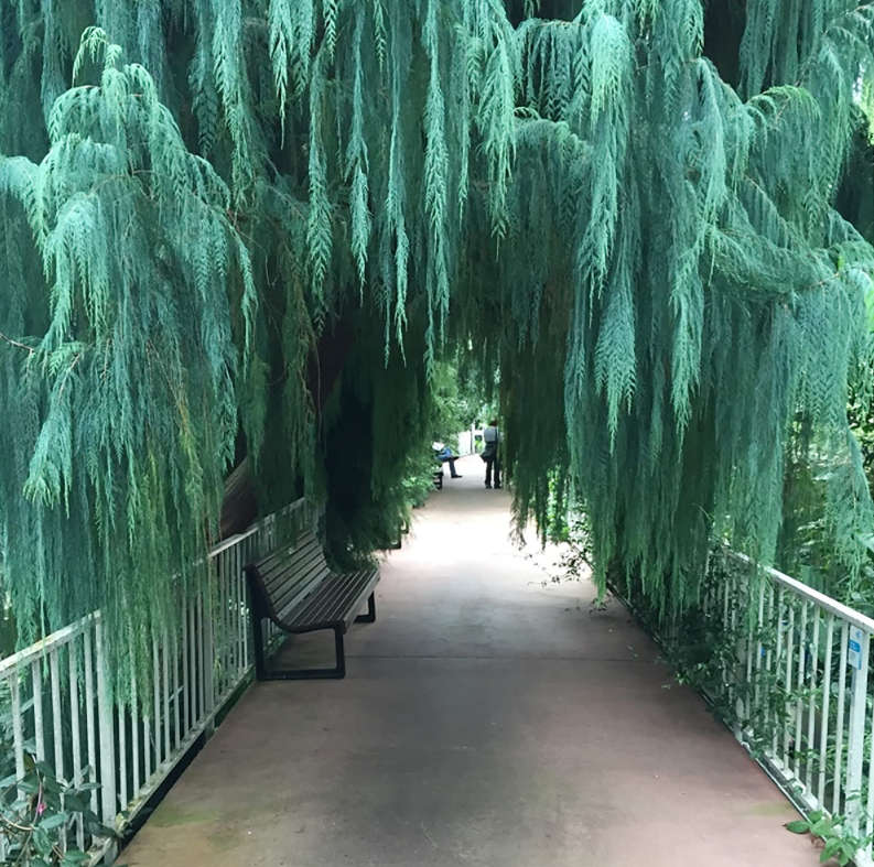 KASHMIR CYPRESS - Cupressus  Cashmeriana -  40 Seeds