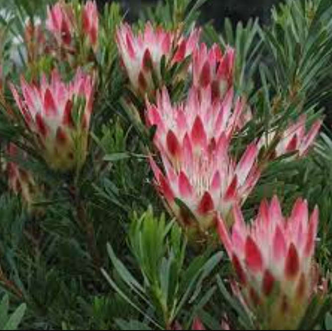 Protea Repens /  Rooi Suikerbos /Red Sugarbush Honey Protea  -  10 Seeds