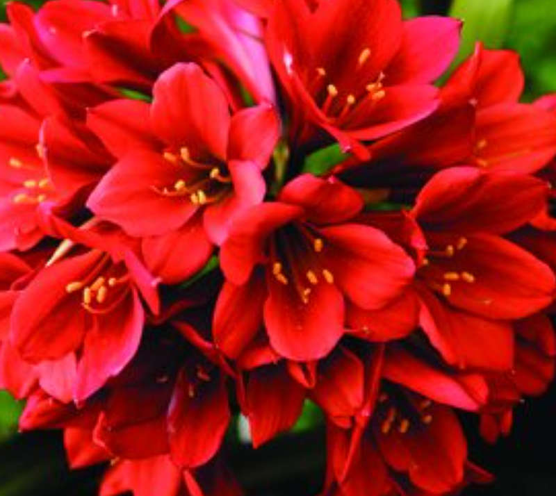 CLIVIA MINIATA `LONGWOOD CHIMES`  5  SEEDS