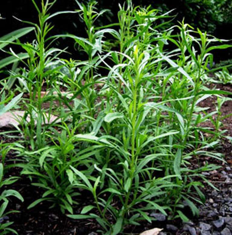 HERBS - RUSSIAN TARRAGON  - Artemisia dracunculoides  - 30 SEEDS