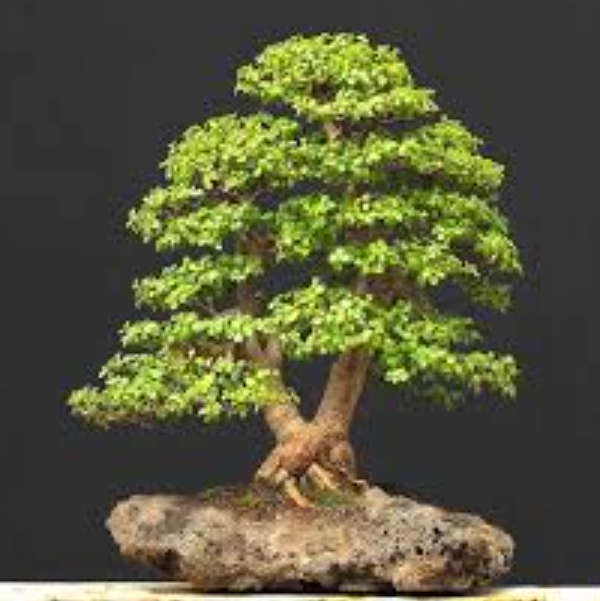 Spekboom / Elephant Bush / Dwarf Jade -  Portulacaria Afra  -    4 X 10cm Cuttings