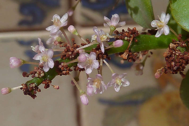Spekboom / Elephant Bush / Dwarf Jade -  Portulacaria Afra  -    4 X 10cm Cuttings