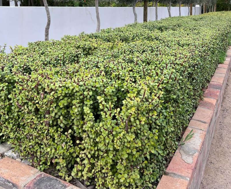 Spekboom / Elephant Bush / Dwarf Jade -  Portulacaria Afra  -    4 X 10cm Cuttings