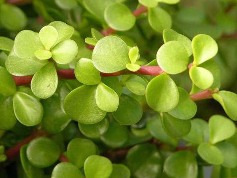 Spekboom / Elephant Bush / Dwarf Jade -  Portulacaria Afra  -    4 X 10cm Cuttings