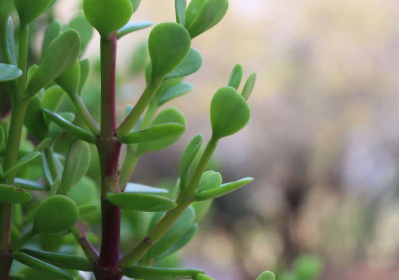 Spekboom / Elephant Bush / Dwarf Jade -  Portulacaria Afra  -    4 X 10cm Cuttings