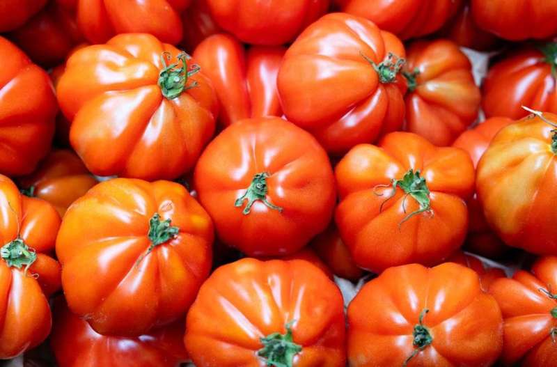 RED PONDEROSA BEEFSTEAK Tomato    -  10  Seeds -  Heirloom