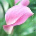 Pink Arum  Lily