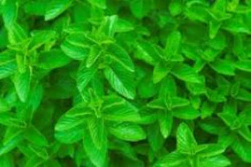 SPEARMINT SEEDS