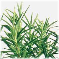 ROSEMARY SEED KIT