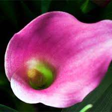 Purple/ Pink  Arum Lily Seeds