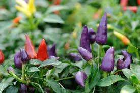 Multi-color  Chilli Tree Seeds