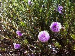 PURPLE BOTTLE BRUSH SEEDS