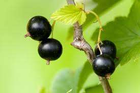 BERRIES - MICHIGAN WILD BLACK  BERRY SEEDS
