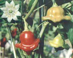 CHILLIES - LITTLE BELLE  CHILLI SEEDS