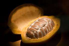 RAW COCOA BEANS