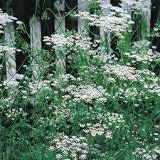 HERBS - ANISEED (Pimpinella Anisum) SEEDS