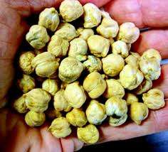 VEGETABLES - CHICKPEA  - 10 SEEDS