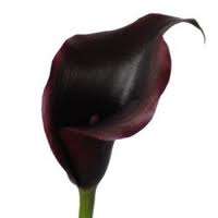 Black Lily Bulbs