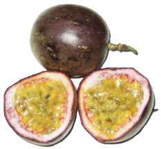 GRANADELLA SEEDS - 10 seeds