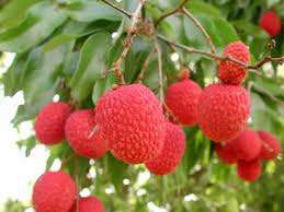 Lychee Tree Seeds