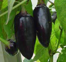 BLACK CHILLIES SEED KIT