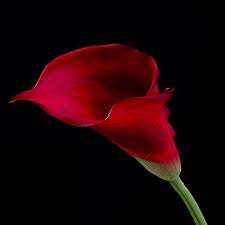 RED ARUM LILY SEEDS
