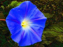 NIGHTSHADE MORNING GLORY SEEDS