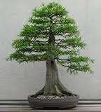 Seeds for Bonsai Pine tree  ( Bonsai Christmas tree)