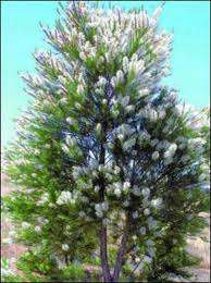 TEA TREE SEEDS