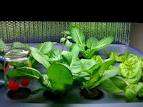 BUTTER LETTUCE SEEDS