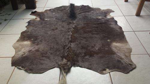 Awesome animal hide.
