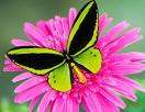 BUTTERFLY COLOURING & STICKER BOOK & FREE MINI BUTTERFLY PUZZLE!!!