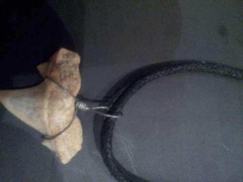 shark tooth necklace new