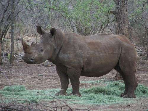 Our rhinos a breathtaking experience
