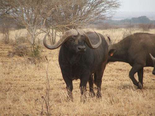 Game Farm / Nature Lodge Thabazimbi area