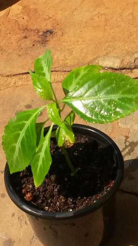 Salvia Divanorum