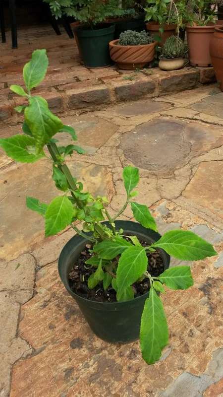 Live Salvia Divanorum.