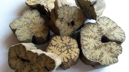 Ayahuasca Trueno  (Alicia Anisopetala)  97 g     RARE!!!