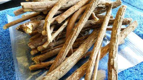 African Dream Herb - Ubhubhubhu (Helinus integrifolius) - Fresh stock
